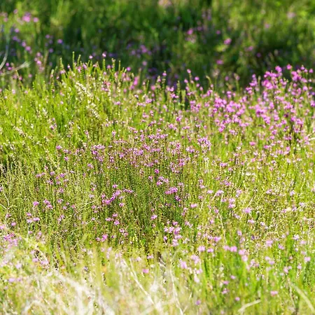 公寓 La Dune - Domaine Des Landes Lesperon (Landes)